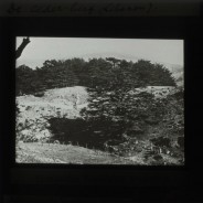 Böhl glass slide 50./1185